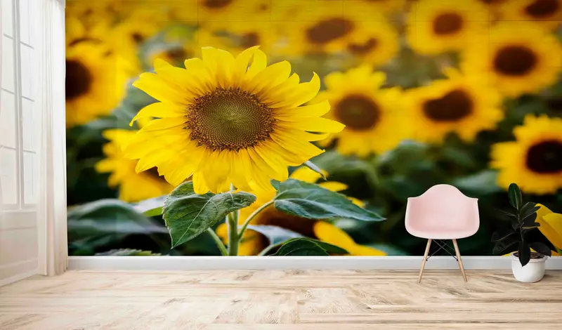 Baskılı Ayçiçeği Sarı Çiftlik Evi Trendy Mutfak Duvar Kağıdı