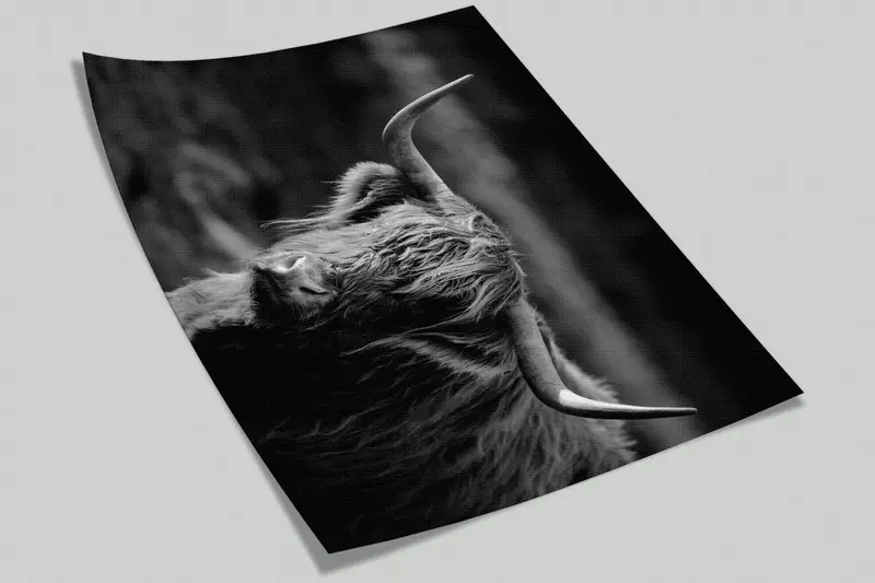 Ox Photo Print, Wildlife Wall Paper, Wild Cow Wall Print, Horned Bull Mural, Buffalo Wall Print, Cow Wall Painting, - 7