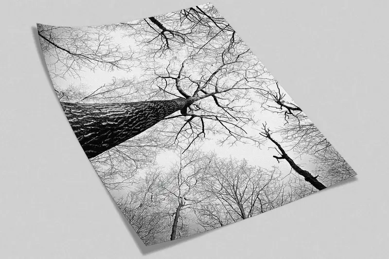 Black and White Wall Decor, Forest Digital Paper, Tree Branch Wall Mural, Printable Wall Art, Landscape Paper Craft, Decor For Wall, - 4