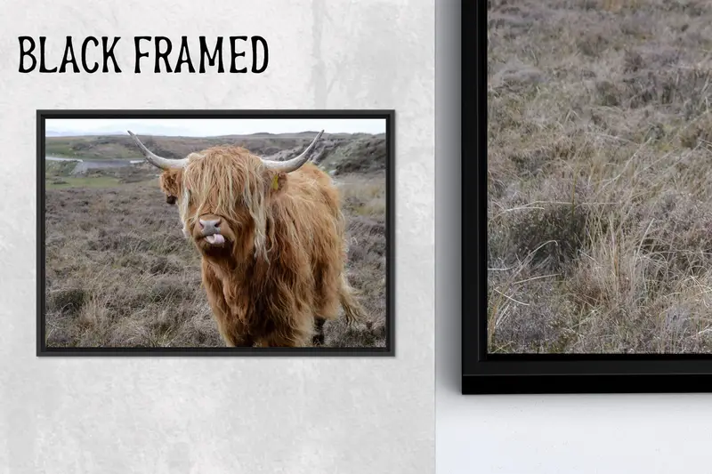 Majestic Highland Sığır Kanvası: Doğanın Vahşi Güzelliği Ortaya Çıktı