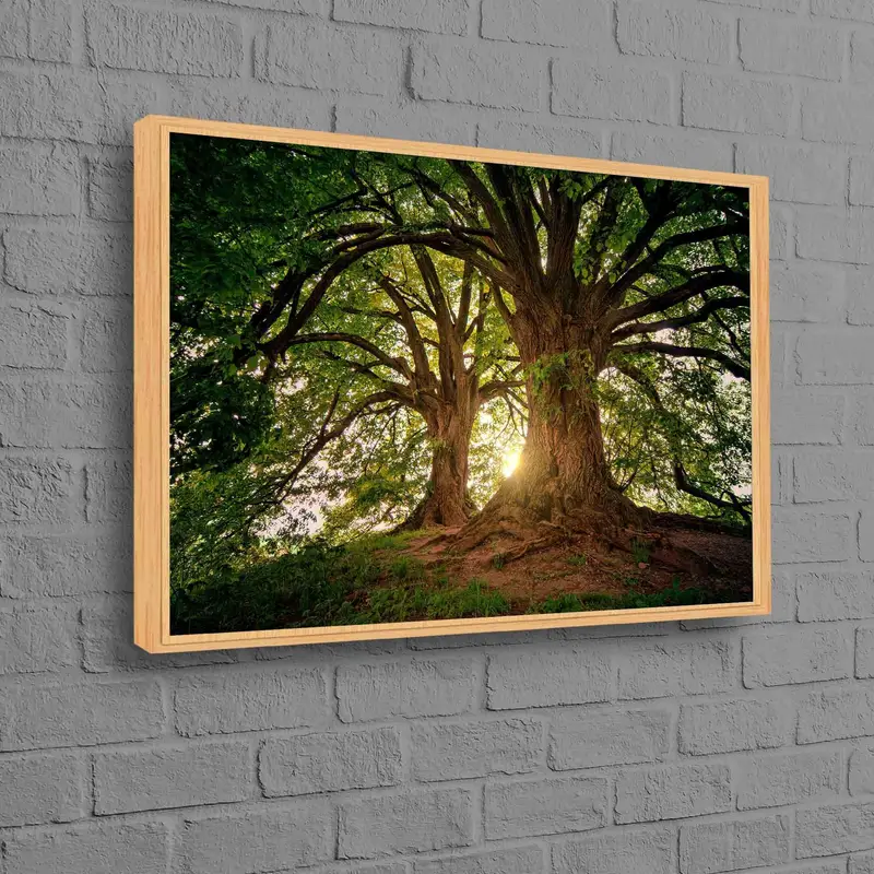 Zarif Orman Gündoğumu Kanvası: Doğanın Güzelliği Ortaya Çıktı