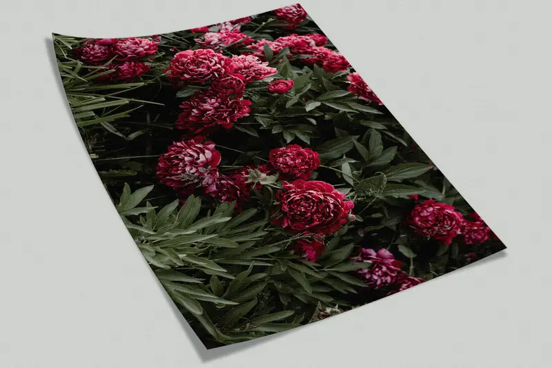 Peony Flower Wall Mural,Wall Paper Peel and Stick,Bright Wall Paper,Peony Wall Decor,Modern Wall Paper,Floral Wall Mural, - 8