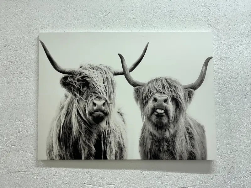 Modern İskoç Yaylası İnek Kanvas Tablo Tablo - Çiftlik Evi Dekoru