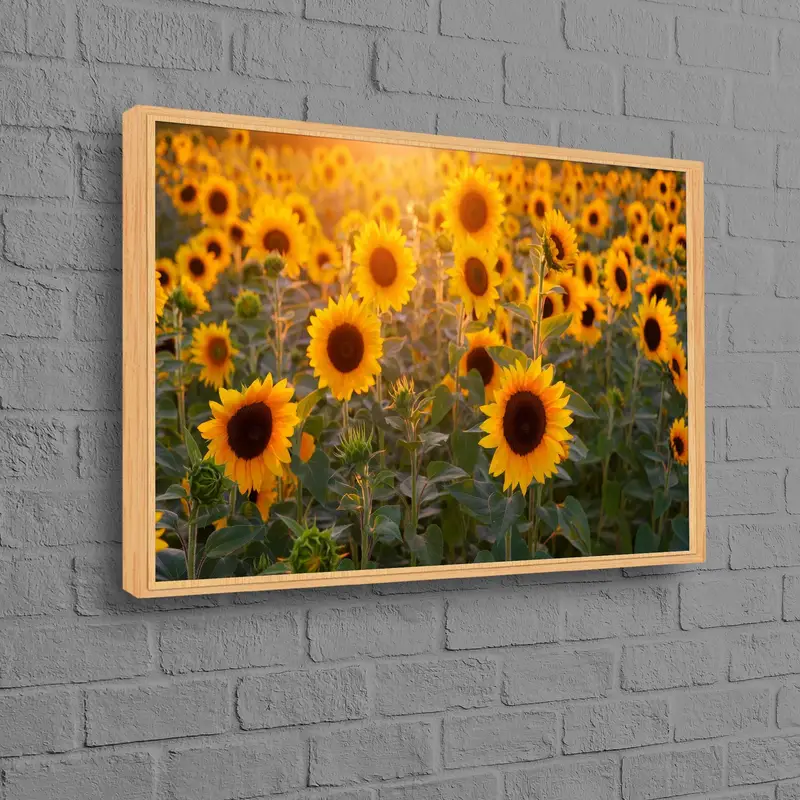 Impresión en lienzo de campo de girasoles: elegante arte de pared de granja