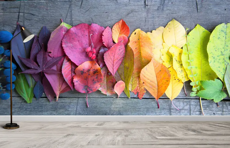 Zarif Sonbahar Yaprağı Duvar Kağıdı: Baskılı, Renkli, Sanatsal Dekor