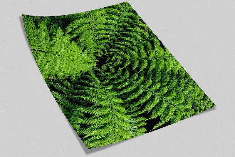 Botanical Wall Print, Vinyl Wallpaper, 3D Wallpaper, Shield Fern Wall Paper, Fern Wallpaper, Pteridophyte Wall Poster, 3D Paper Wall Art, - 9