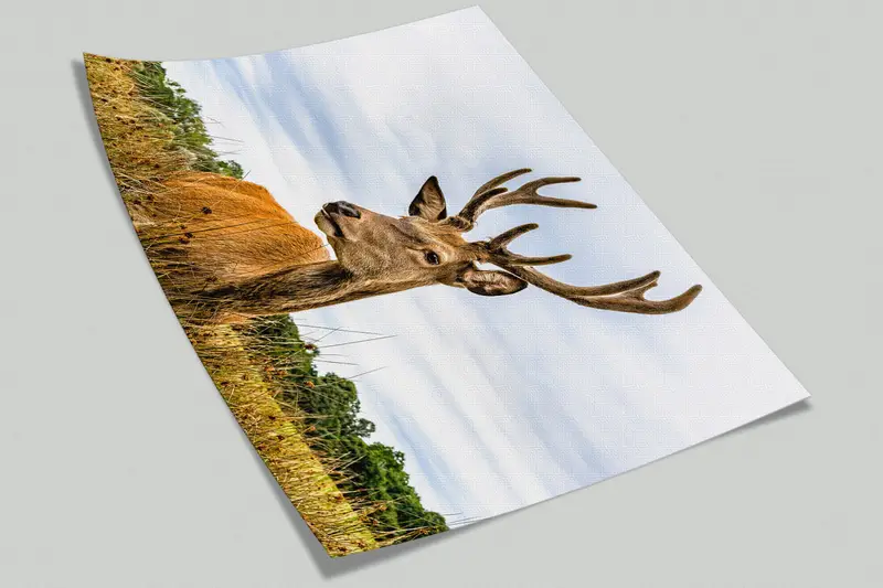 Paper Wall Art, Modern Wall Paper, , Safari Wall Painting, Caribou Wallpaper, 3d Wall Paper, American Deer Wall Painting, - 9