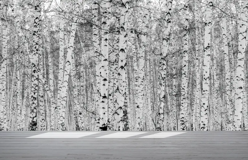 Wall Paper Peel and Stick, Bright Wall Paper, Paper Wall Art, Black And White Wall Mural, Birch Forest, Birch Forest Wall Decor, - 3