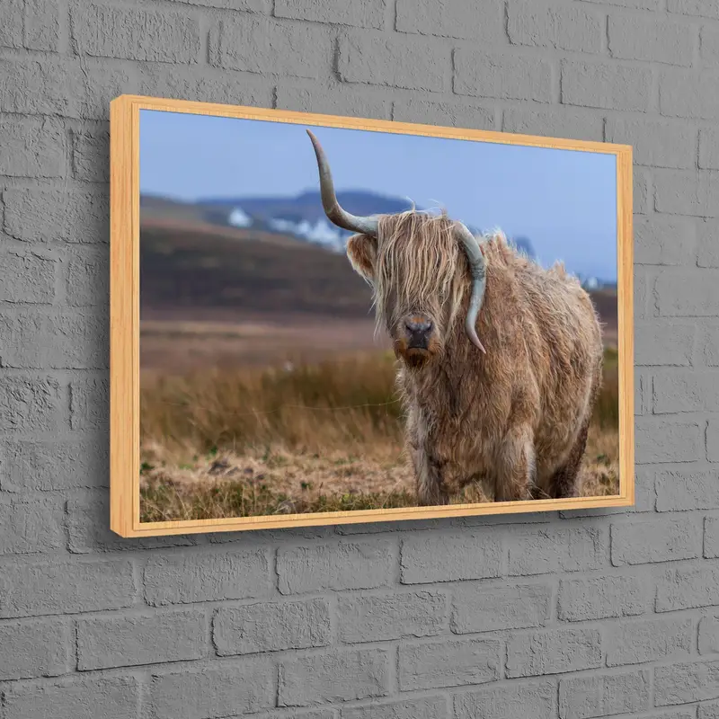 エレガントなハイランドカウキャンバス:沿岸農家アートプリント