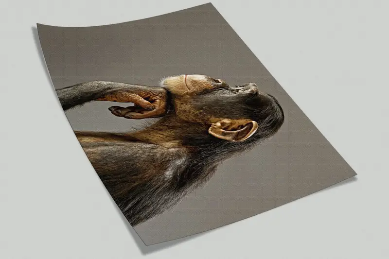 3d Wall Paper, Animal Wall Print, Bright Wall Paper, Wall Paper Peel and Stick, Thinking Monkey Photo Print, Monkey Photo Wall Decor, - 8