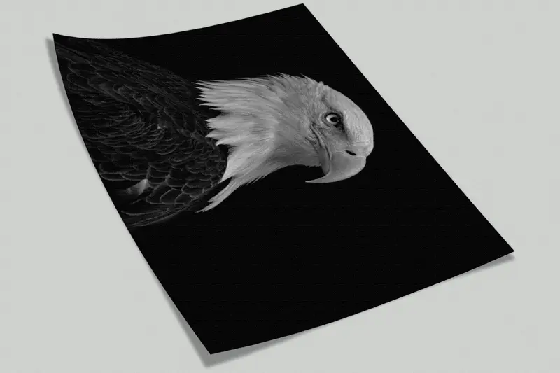3d Wall Paper,Wall Paper Peel and Stick,Eagle Photo Print,Bright Wall Paper,Majestic Bald Eagle Wall Print,Loft Mural, - 6