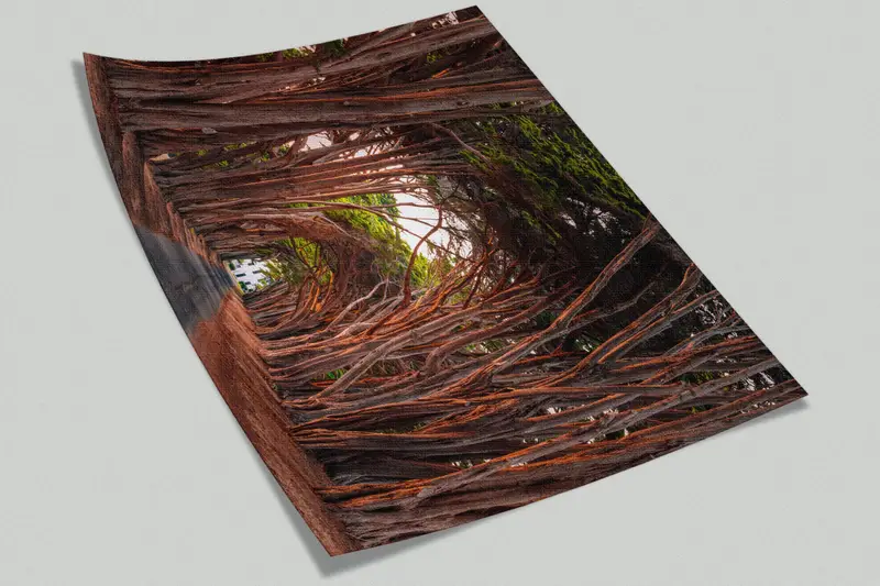 Landscape Wall Art, California Cypress Tree Tunnel Wall Stickers, Stunning Cypress Tree Tunnel Mural, Tree Path Wall Art, Paper Crafts, - 10