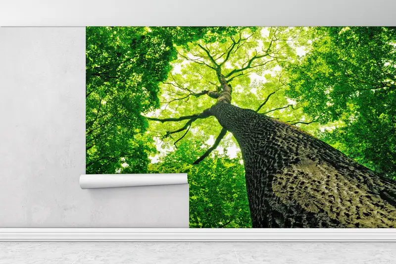 Baumfotografie Wandmalerei, alte Baum Wandmalerei, Big Tree Tapete, Baumwand, Blick auf Wandmalerei, Natur Wandmalerei, - 5