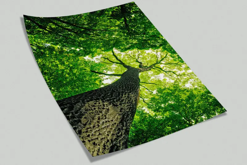 Baumfotografie Wandmalerei, alte Baum Wandmalerei, Big Tree Tapete, Baumwand, Blick auf Wandmalerei, Natur Wandmalerei, - 3