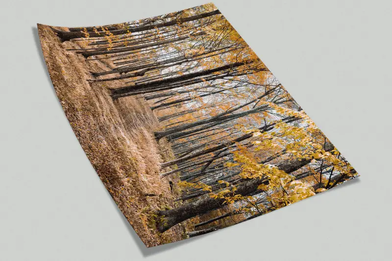 Tree Wall Painting, Forest View Wallpaper, Landscape Wallpaper, Forest Wall Painting, View Wall Mural, Autumn Leaves Wall Painting, - 9