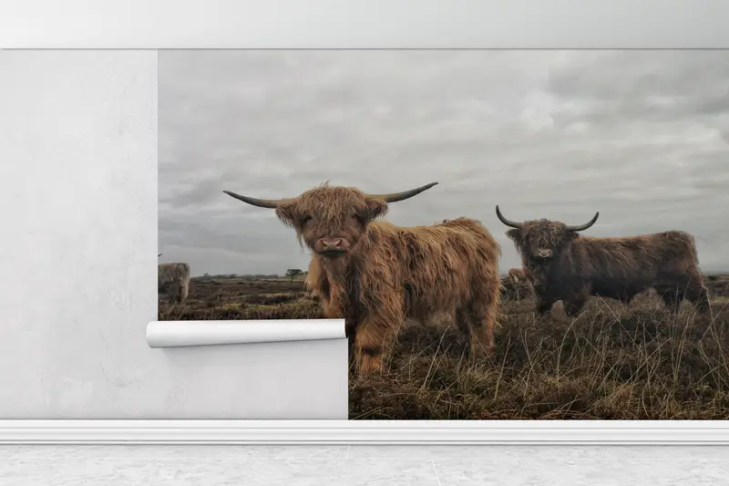 Highland Cow, Cow Wall Poster, Highland Cow Wallpaper, Cattle Wallpaper, Animal Wall Decor, Buffalo Wall Art, Horned Bull Wall Painting, - 1