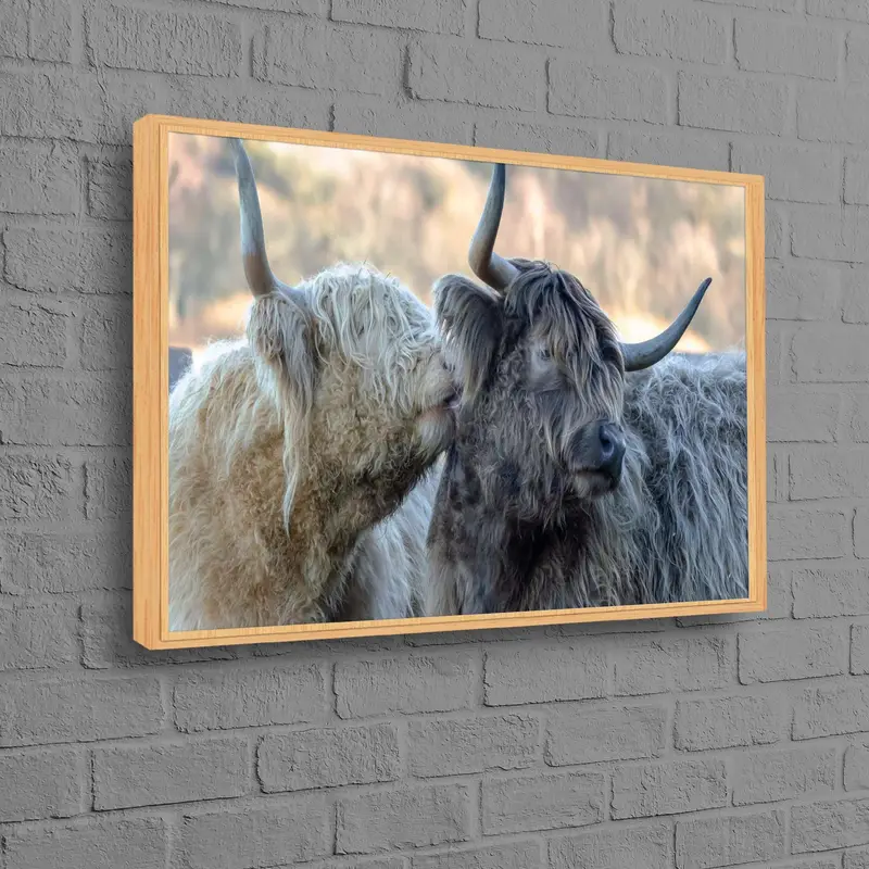 Zarif Çiftlik Evi Kanvas: Öküz ve İnek Aşk Tablosu