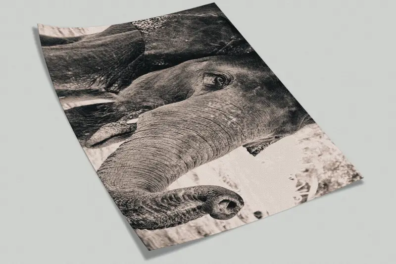 3D -Mallpapier, Tierbild, Elefantenfoto Druck, Tapepapierschale und Stock, helles Wandpapier, Elefantenfoto Wanddekoration, - 9