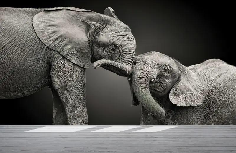 Bright Wall Paper,Wall Paper Peel and Stick,Modern Wall Paper,Lovely Elephant Mural,Animal Wall Poster,Gray Wall Art,Wild Mural, - 2