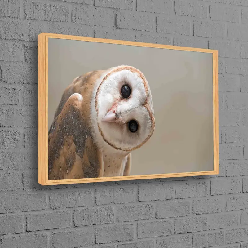 エレガントでモダンなフクロウの写真キャンバス - 現代装飾アート