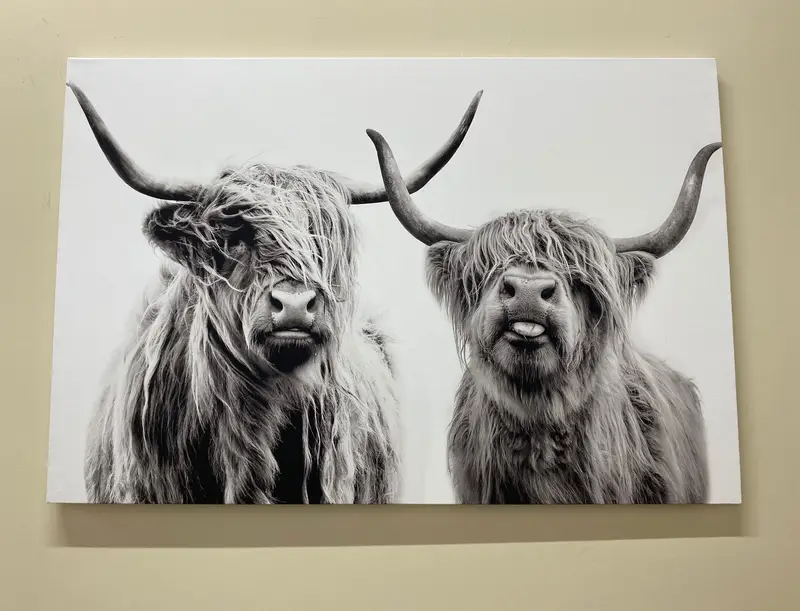 Moderner schottischer Kuh-Highland-Leinwanddruck – Bauernhaus-Dekoration