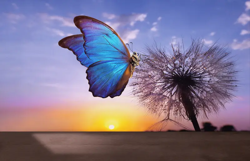 Baskılı Duvar Kağıdı: Gökkuşağı Kelebek ve Doğanın Güzelliği Gün Batımı