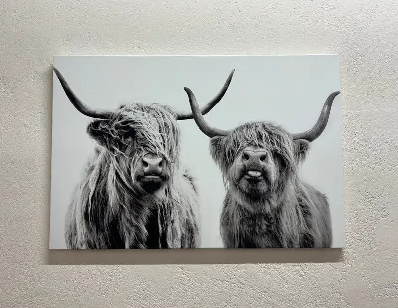 Modern Highland Cow Canvas: Scottish Farmhouse Art Print