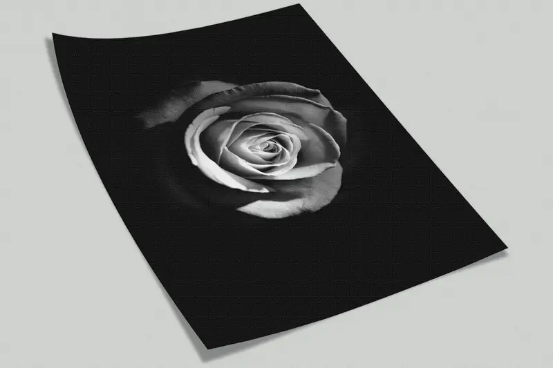 Black White Mural,3d Wall Paper,Modern Wall Paper,Paper Wall Art ,Rose Wallpaper,White Rose Photography,Floral Wall Decor, - 6