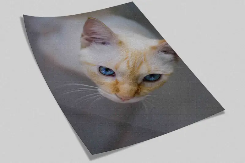Cat Wall Stickers, Cat Photo Wall Stickers, Papercraft 3D, Cat Lover Gift Paper Art, Animal Wall Art, Layered Paper Art, Cute Cat Wall Art, - 8