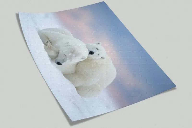 White Bear Wall Art, Animal Wall Stickers, Wall Art Decor, Polar Bears Wall Paper, Sleeping Bear Wall Stickers, Wallpaper Border, - 8