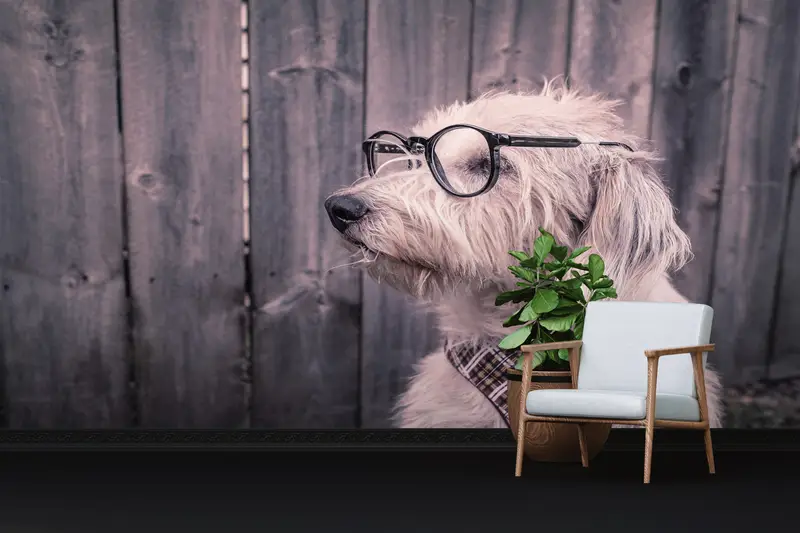 Çağdaş Baskılı Duvar Kağıdı: Sevimli Köpek ve Sevimli Hayvan Tasarımı