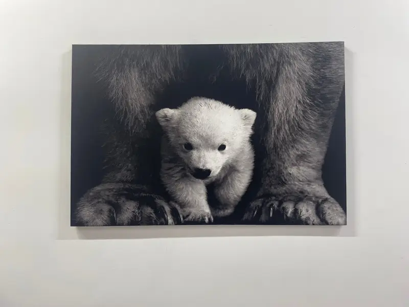 Baby Polar Bear, Polar Bear Wall Art, Canvas Wall Art, Animal Wall Art, Bear Canvas, Wild Nature Canvas, Living Room Canvas, Farm Wall Decor - 1