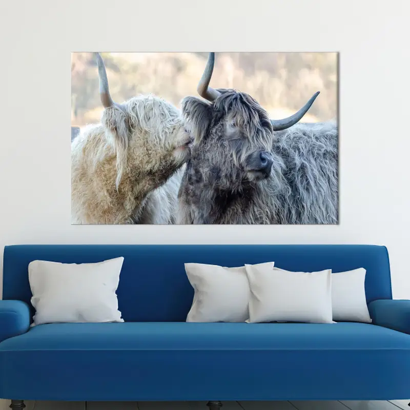 Elegante Bauernhaus-Leinwand: Ochsen- und Kuhliebe auf rustikalem Bauernhof