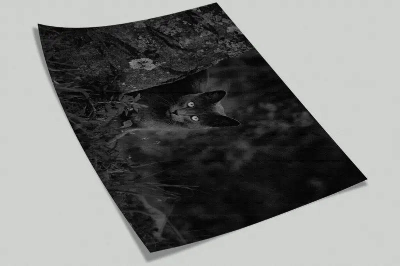 Paper Wall Art ,Bright Wall Paper,Wall Paper Peel and Stick,Black Cat Photo Print,Black Wall Art,Black Cat Mural, - 5