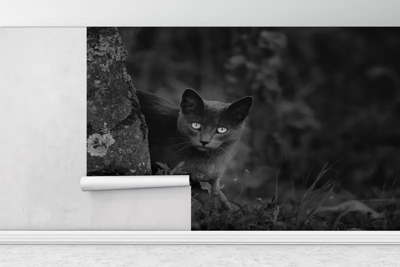Paper Wall Art ,Bright Wall Paper,Wall Paper Peel and Stick,Black Cat Photo Print,Black Wall Art,Black Cat Mural, - 6